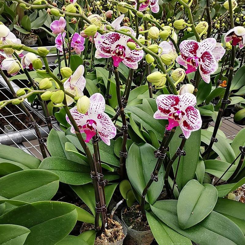 50Pcs Plant Fixed Clip Butterf - Florist Supply Bulk 评论和价格