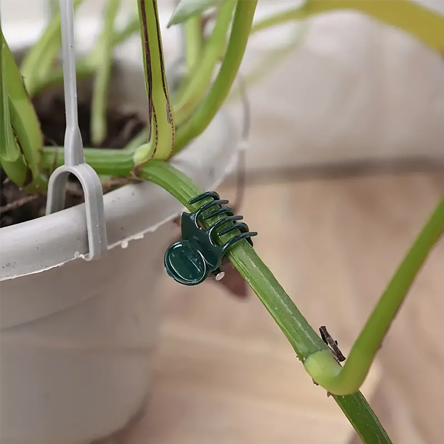 50/100Pcs Plant Clips Butterfl - Florist Supply Bulk 评论和价格
