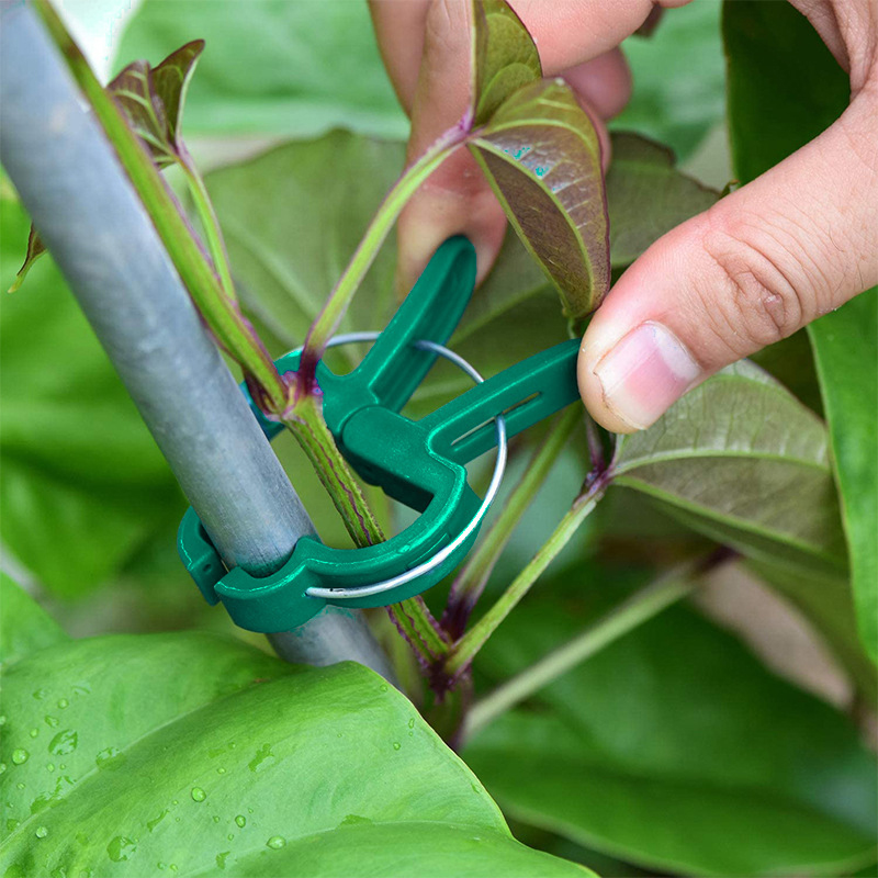 20Pcs Plant Fixed Clips Reusab - Florist Supply Bulk 评论和价格