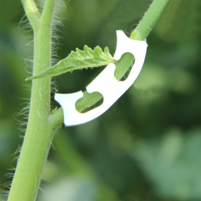 50/100pcs Botany-stem Vine Str - Florist Supply Bulk 评论和价格